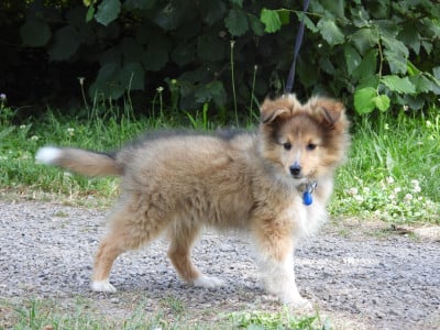 Les chiots de Shetland Sheepdog