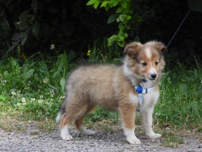 Les chiots de Shetland Sheepdog