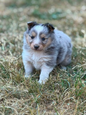 Les chiots de Shetland Sheepdog
