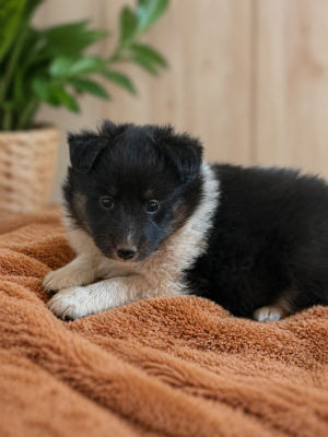 Les chiots de Shetland Sheepdog
