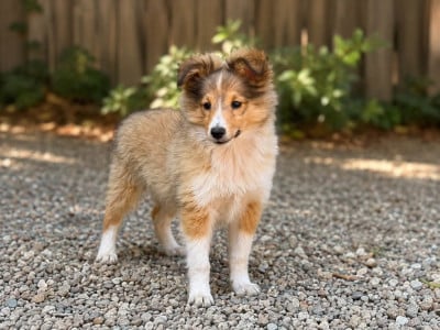 Les chiots de Shetland Sheepdog