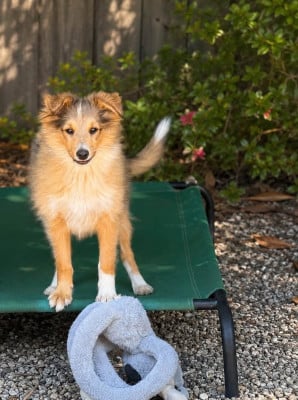 Chiot N°2 - Shetland Sheepdog