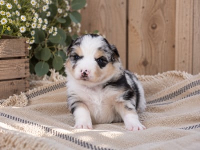 Chiot N°4 - Berger Américain Miniature 