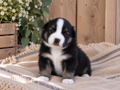 Chiot N°3 - Berger Américain Miniature 