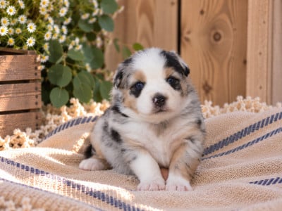 Chiot N°2 - Berger Américain Miniature 