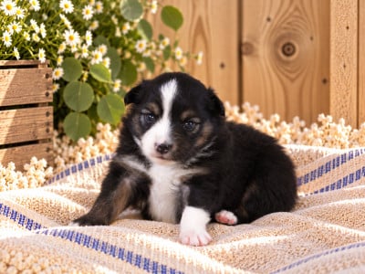 Chiot N°5 - Berger Américain Miniature 