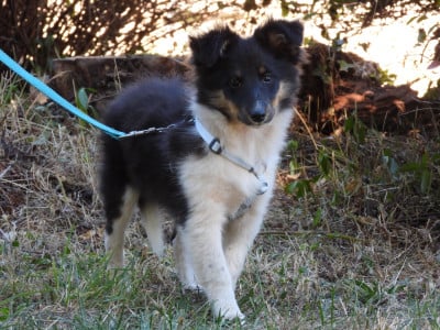 Les chiots de Shetland Sheepdog