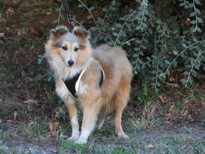 Les chiots de Shetland Sheepdog