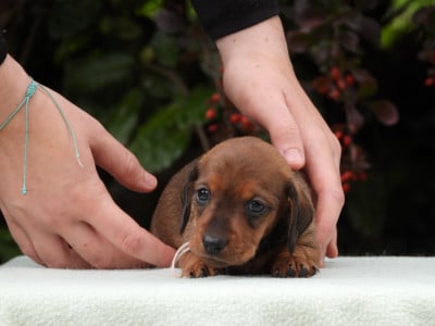 CHIOT 2 - femelle naine fauve - Teckel poil ras