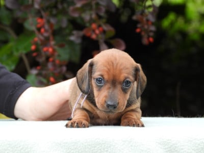 Les chiots de Teckel poil ras
