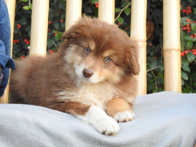 Les chiots de Berger Américain Miniature 