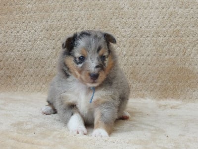 Les chiots de Shetland Sheepdog