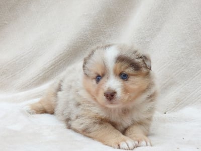 Les chiots de Berger Américain Miniature 