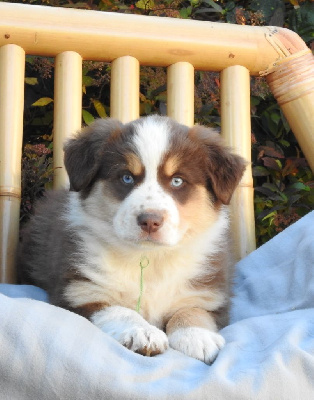Les chiots de Berger Américain Miniature 