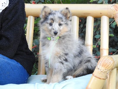 Les chiots de Shetland Sheepdog