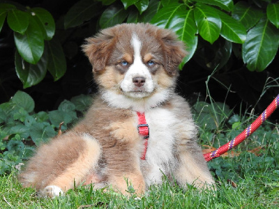 Les chiots de Berger Américain Miniature