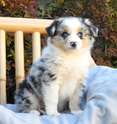 Les chiots de Berger Américain Miniature