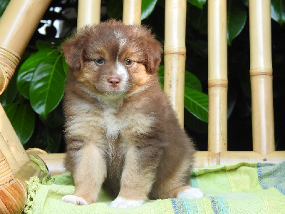 Les chiots de Berger Américain Miniature