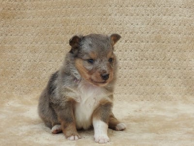 Les chiots de Shetland Sheepdog