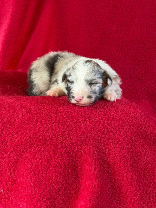 Shetland Sheepdog - Du Sapin Vert