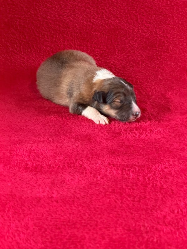 Shetland Sheepdog - Du Sapin Vert