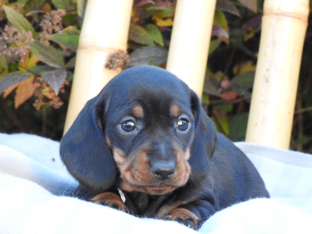 CHIOT 4 - naine - noire et feu