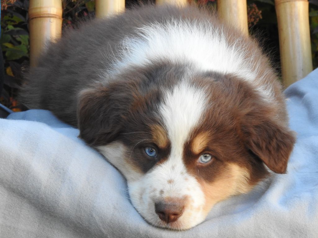 CHIOT 1 - collier vert