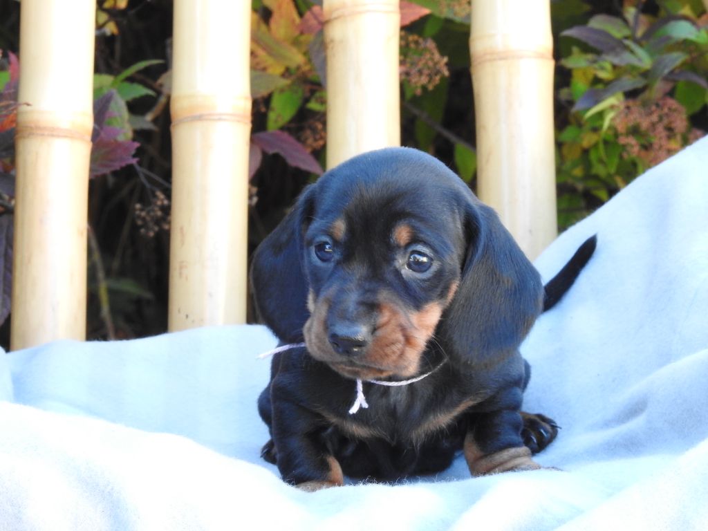 CHIOT 4 - naine - noire et feu