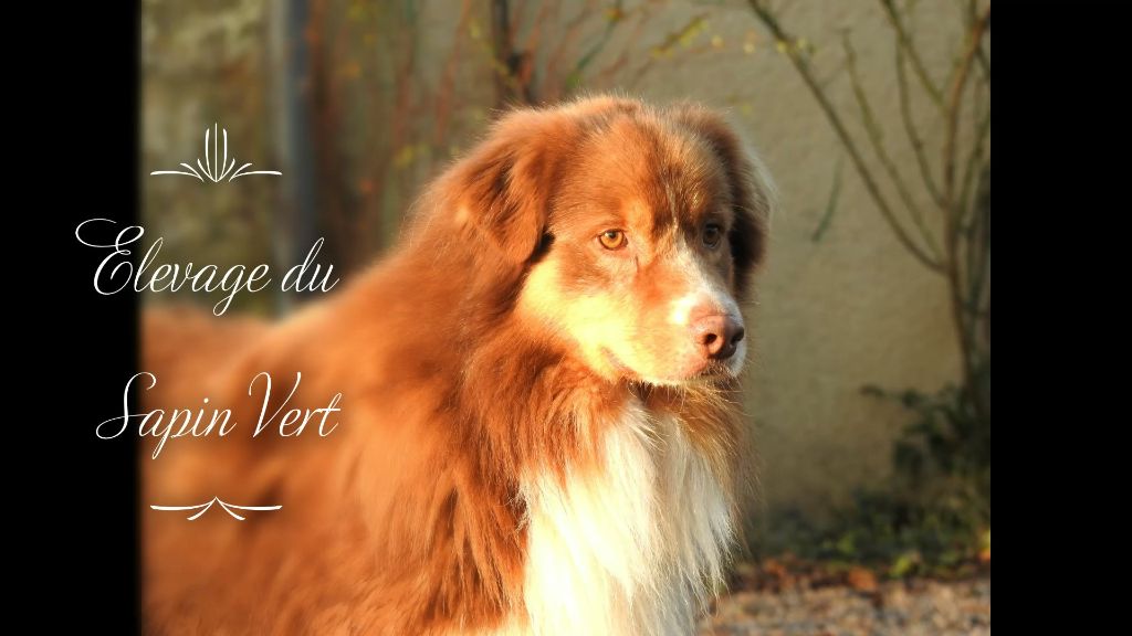 Accueil Elevage Du Sapin Vert Eleveur De Chiens Berger Australien