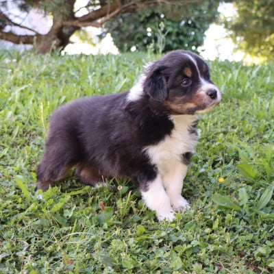 Les chiots de Berger Australien