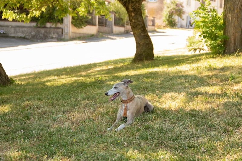 Publication : the New Life Des Collines Noires