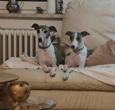 the New Life Des Collines Noires