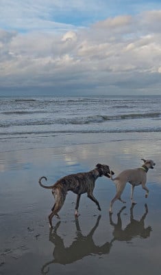 the New Life Des Collines Noires