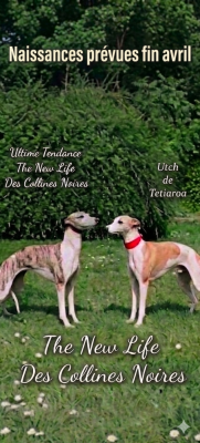 the New Life Des Collines Noires