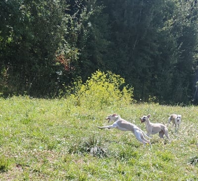 the New Life Des Collines Noires