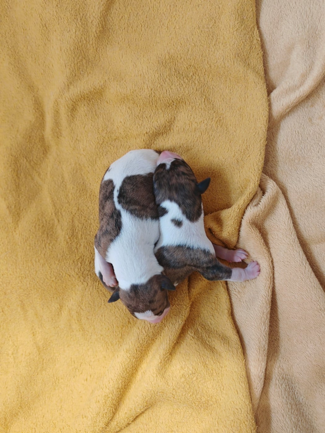 B - Whippet