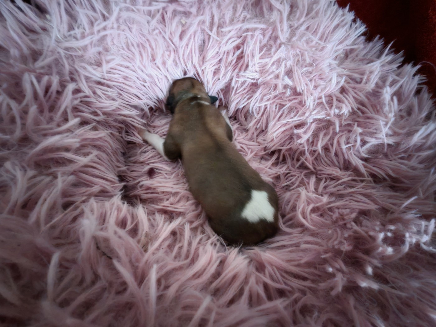 Whippet - the New Life Des Collines Noires