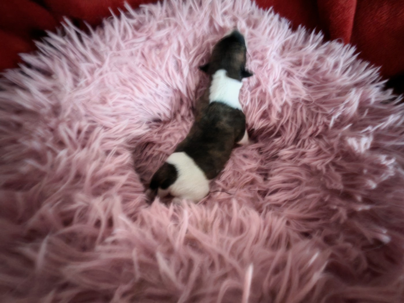 Whippet - the New Life Des Collines Noires
