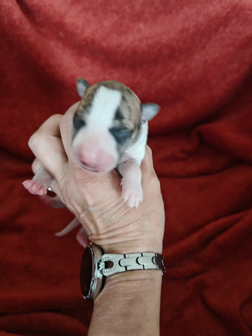 Born to be a charmer