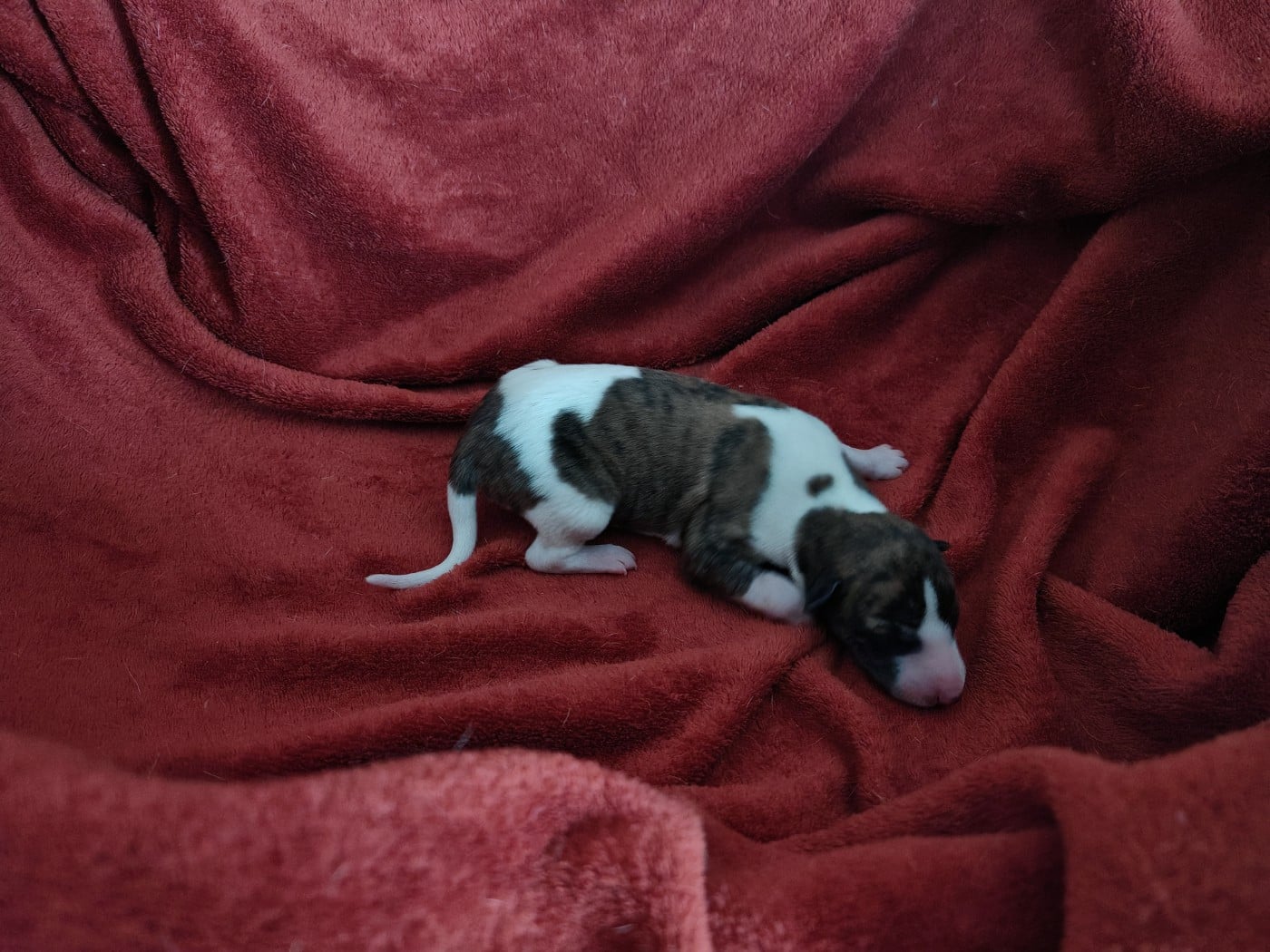 Whippet - the New Life Des Collines Noires