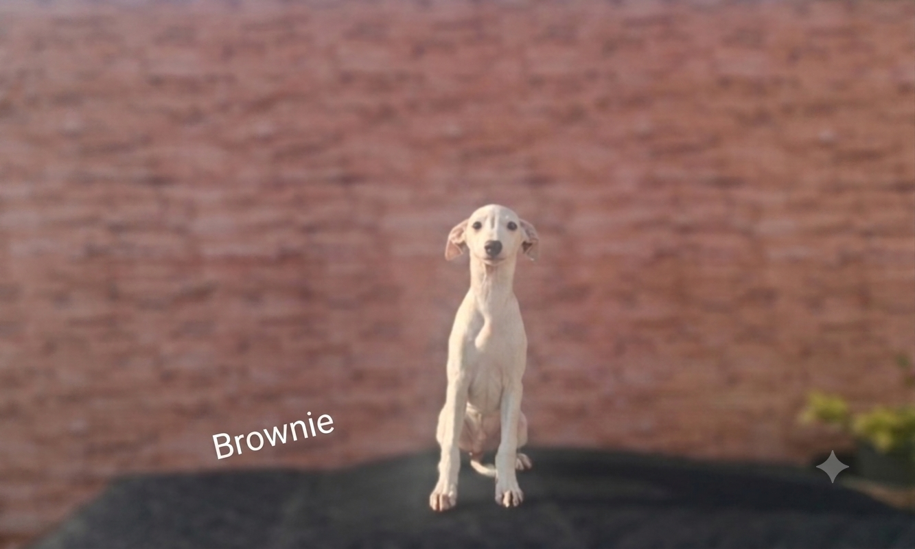 Brownie