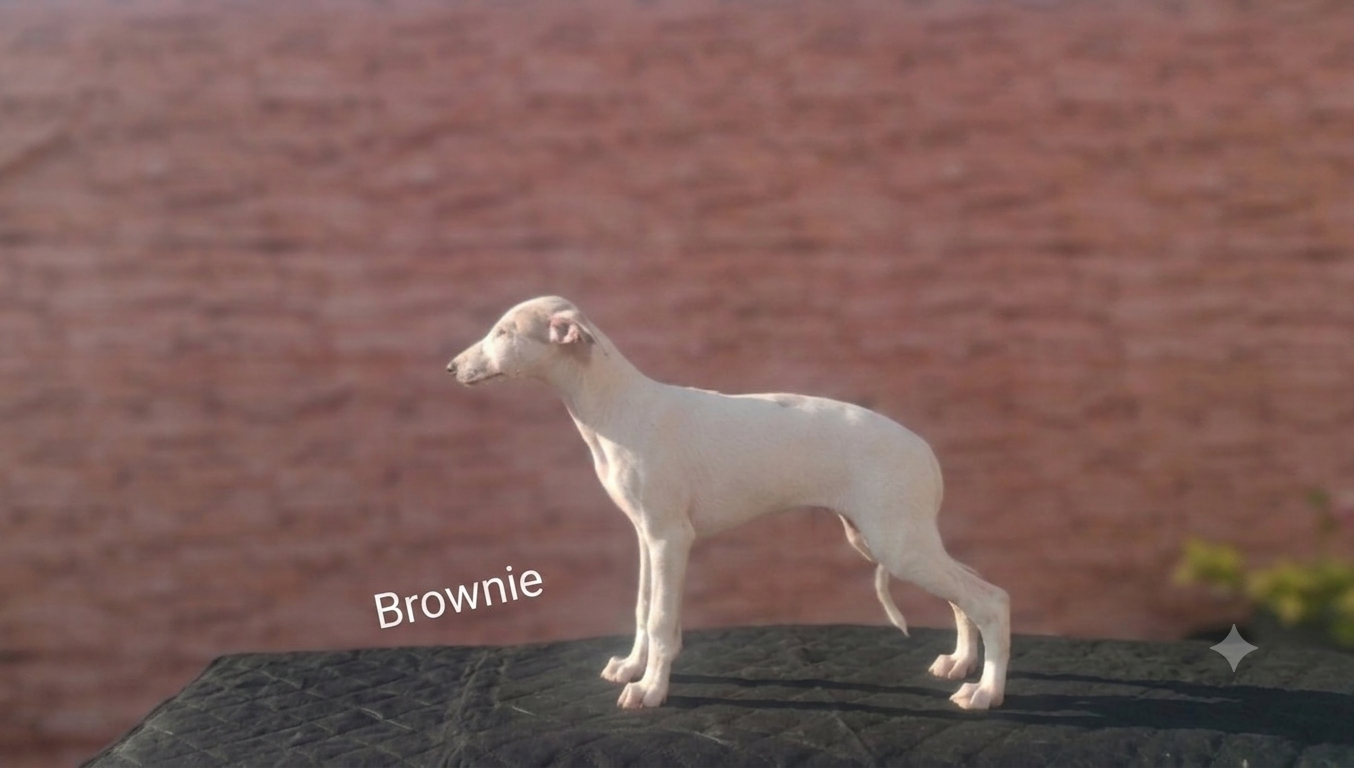 Brownie
