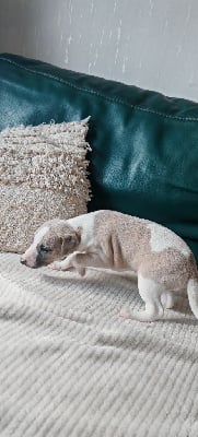 Les chiots de Whippet