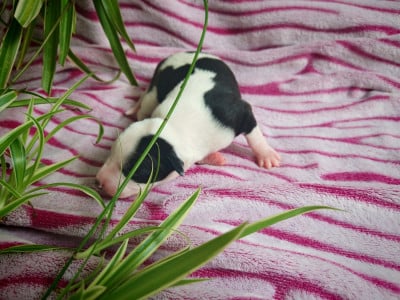 Les chiots de Whippet