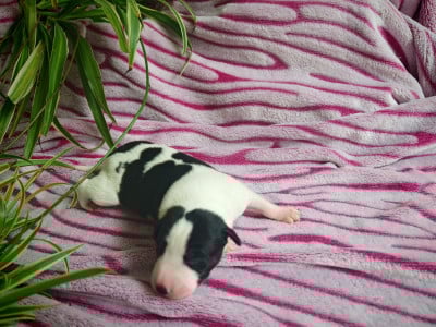 Les chiots de Whippet