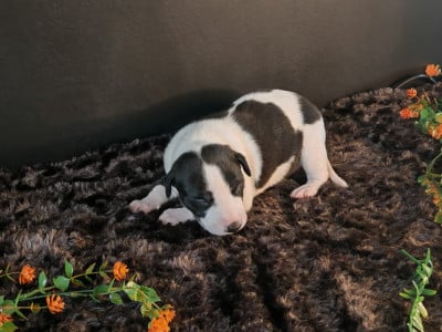 Les chiots de Whippet