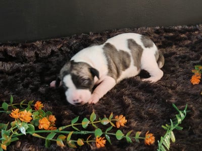 Les chiots de Whippet