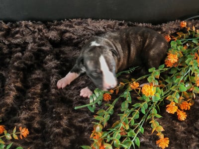 Les chiots de Whippet