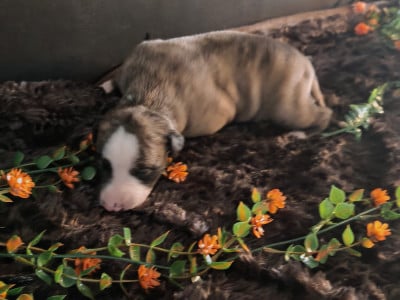 Les chiots de Whippet