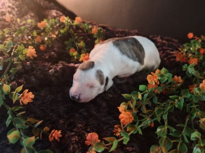 Les chiots de Whippet